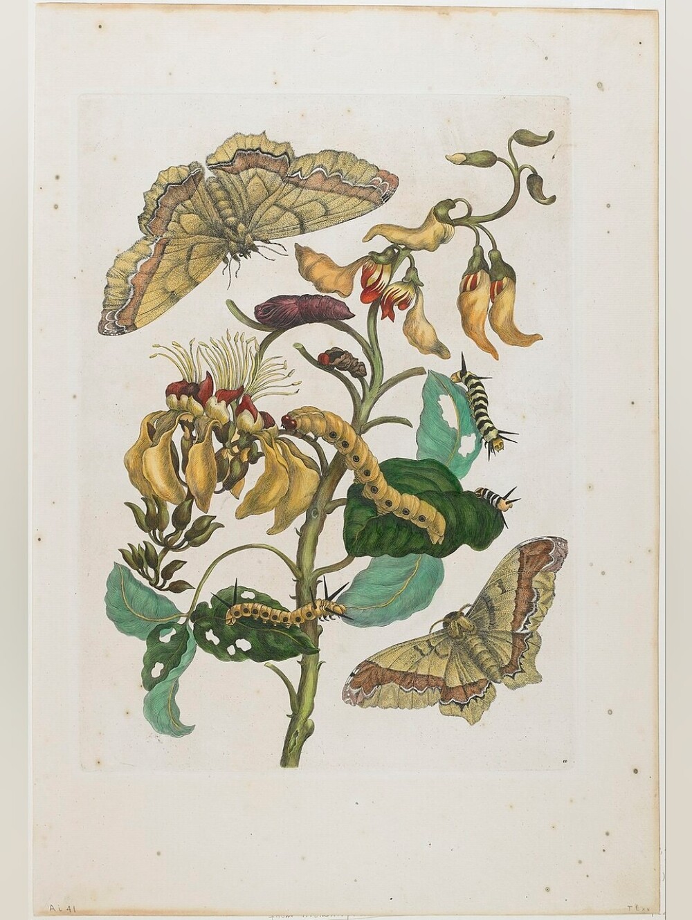 Botanical Art Print - Yellow & Green 8.5x11